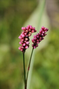 Smartweed (Lady's Thumb)