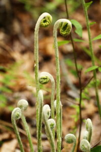Fern