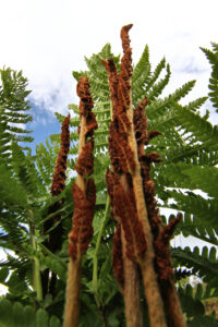 Cinnamon Fern