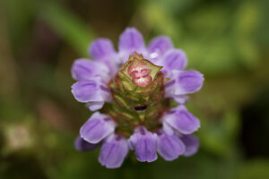 Saxifrage
