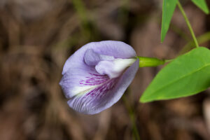 Purple Butterfly Pea