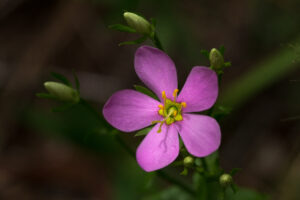 Rose Pink
